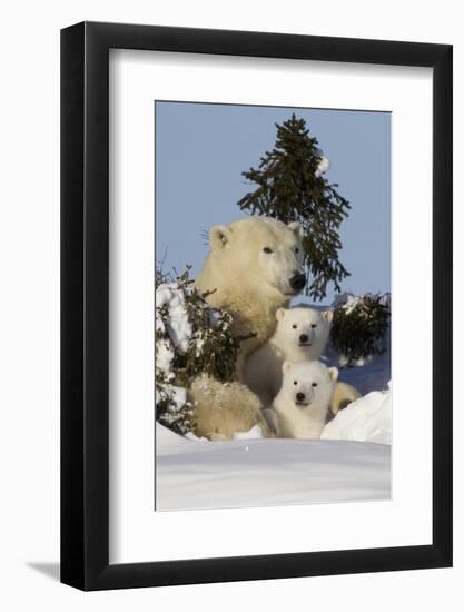 Polar Bear (Ursus Maritimus) and Cubs, Wapusk National Park, Churchill, Hudson Bay, Canada-David Jenkins-Framed Premium Photographic Print