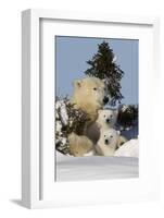 Polar Bear (Ursus Maritimus) and Cubs, Wapusk National Park, Churchill, Hudson Bay, Canada-David Jenkins-Framed Photographic Print