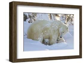 Polar Bear (Ursus Maritimus) and Cubs, Wapusk National Park, Churchill, Hudson Bay, Canada-David Jenkins-Framed Photographic Print