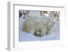 Polar Bear (Ursus Maritimus) and Cubs, Wapusk National Park, Churchill, Hudson Bay, Canada-David Jenkins-Framed Photographic Print