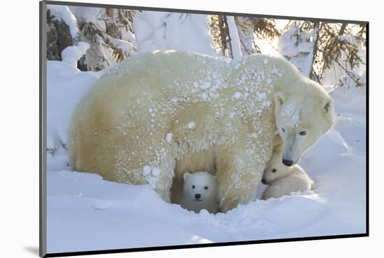 Polar Bear (Ursus Maritimus) and Cubs, Wapusk National Park, Churchill, Hudson Bay, Canada-David Jenkins-Mounted Photographic Print