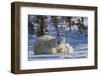 Polar Bear (Ursus Maritimus) and Cubs, Wapusk National Park, Churchill, Hudson Bay, Canada-David Jenkins-Framed Photographic Print