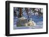 Polar Bear (Ursus Maritimus) and Cubs, Wapusk National Park, Churchill, Hudson Bay, Canada-David Jenkins-Framed Photographic Print