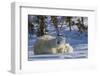 Polar Bear (Ursus Maritimus) and Cubs, Wapusk National Park, Churchill, Hudson Bay, Canada-David Jenkins-Framed Photographic Print