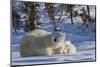 Polar Bear (Ursus Maritimus) and Cubs, Wapusk National Park, Churchill, Hudson Bay, Canada-David Jenkins-Mounted Photographic Print