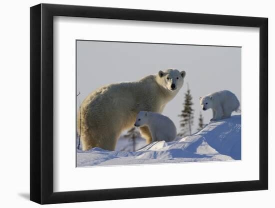 Polar Bear (Ursus Maritimus) and Cubs, Wapusk National Park, Churchill, Hudson Bay, Canada-David Jenkins-Framed Photographic Print