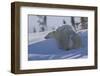 Polar Bear (Ursus Maritimus) and Cubs, Wapusk National Park, Churchill, Hudson Bay, Canada-David Jenkins-Framed Photographic Print