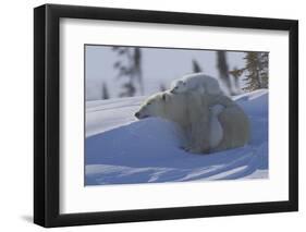 Polar Bear (Ursus Maritimus) and Cubs, Wapusk National Park, Churchill, Hudson Bay, Canada-David Jenkins-Framed Photographic Print