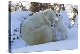 Polar Bear (Ursus Maritimus) and Cubs-David Jenkins-Stretched Canvas