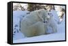 Polar Bear (Ursus Maritimus) and Cubs-David Jenkins-Framed Stretched Canvas