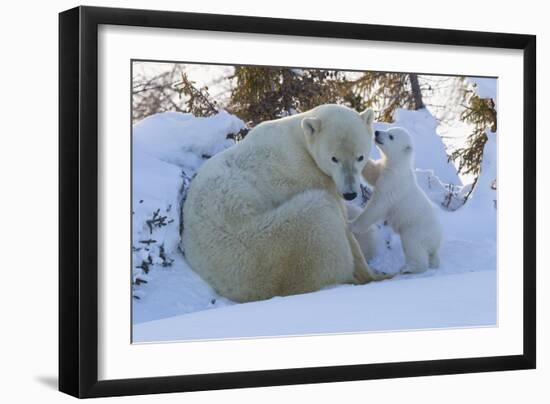 Polar Bear (Ursus Maritimus) and Cubs-David Jenkins-Framed Photographic Print