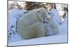 Polar Bear (Ursus Maritimus) and Cubs-David Jenkins-Mounted Photographic Print