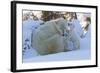 Polar Bear (Ursus Maritimus) and Cubs-David Jenkins-Framed Photographic Print