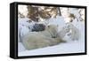 Polar Bear (Ursus Maritimus) and Cubs-David Jenkins-Framed Stretched Canvas