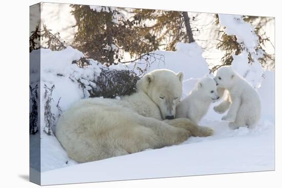 Polar Bear (Ursus Maritimus) and Cubs-David Jenkins-Stretched Canvas