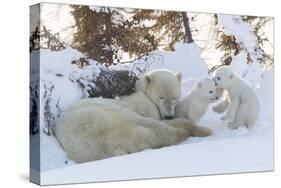 Polar Bear (Ursus Maritimus) and Cubs-David Jenkins-Stretched Canvas