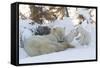 Polar Bear (Ursus Maritimus) and Cubs-David Jenkins-Framed Stretched Canvas