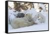 Polar Bear (Ursus Maritimus) and Cubs-David Jenkins-Framed Stretched Canvas