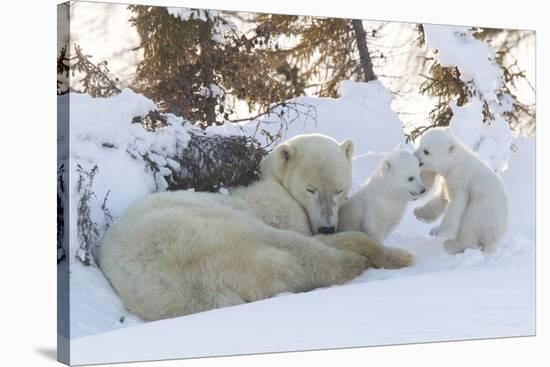 Polar Bear (Ursus Maritimus) and Cubs-David Jenkins-Stretched Canvas