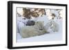 Polar Bear (Ursus Maritimus) and Cubs-David Jenkins-Framed Photographic Print