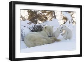 Polar Bear (Ursus Maritimus) and Cubs-David Jenkins-Framed Photographic Print