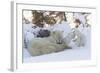 Polar Bear (Ursus Maritimus) and Cubs-David Jenkins-Framed Photographic Print