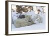 Polar Bear (Ursus Maritimus) and Cubs-David Jenkins-Framed Photographic Print