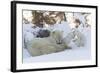 Polar Bear (Ursus Maritimus) and Cubs-David Jenkins-Framed Photographic Print