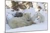 Polar Bear (Ursus Maritimus) and Cubs-David Jenkins-Mounted Photographic Print