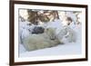 Polar Bear (Ursus Maritimus) and Cubs-David Jenkins-Framed Photographic Print