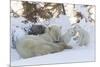 Polar Bear (Ursus Maritimus) and Cubs-David Jenkins-Mounted Photographic Print