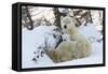 Polar Bear (Ursus Maritimus) and Cubs-David Jenkins-Framed Stretched Canvas