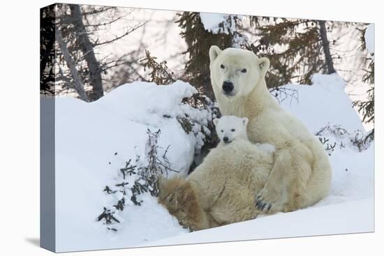 Polar Bear (Ursus Maritimus) and Cubs-David Jenkins-Stretched Canvas