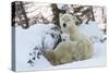 Polar Bear (Ursus Maritimus) and Cubs-David Jenkins-Stretched Canvas