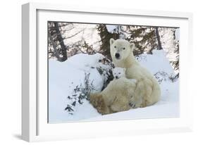 Polar Bear (Ursus Maritimus) and Cubs-David Jenkins-Framed Photographic Print