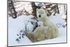 Polar Bear (Ursus Maritimus) and Cubs-David Jenkins-Mounted Photographic Print