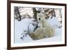 Polar Bear (Ursus Maritimus) and Cubs-David Jenkins-Framed Photographic Print