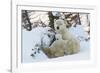 Polar Bear (Ursus Maritimus) and Cubs-David Jenkins-Framed Photographic Print