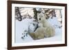 Polar Bear (Ursus Maritimus) and Cubs-David Jenkins-Framed Photographic Print