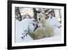 Polar Bear (Ursus Maritimus) and Cubs-David Jenkins-Framed Photographic Print