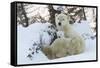 Polar Bear (Ursus Maritimus) and Cubs-David Jenkins-Framed Stretched Canvas