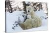 Polar Bear (Ursus Maritimus) and Cubs-David Jenkins-Stretched Canvas