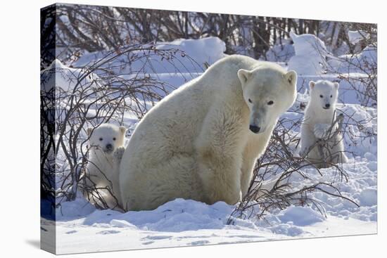 Polar Bear (Ursus Maritimus) and Cubs-David Jenkins-Stretched Canvas