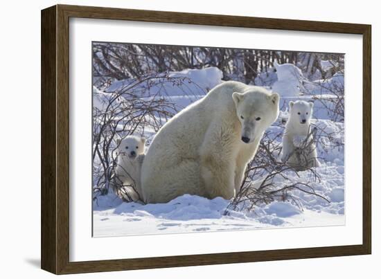 Polar Bear (Ursus Maritimus) and Cubs-David Jenkins-Framed Photographic Print