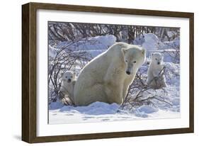 Polar Bear (Ursus Maritimus) and Cubs-David Jenkins-Framed Photographic Print