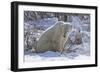 Polar Bear (Ursus Maritimus) and Cubs-David Jenkins-Framed Photographic Print