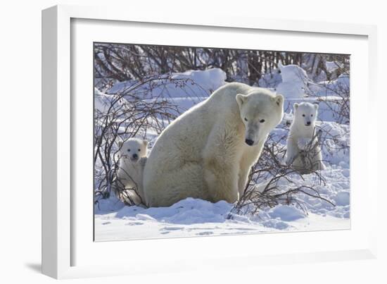 Polar Bear (Ursus Maritimus) and Cubs-David Jenkins-Framed Photographic Print