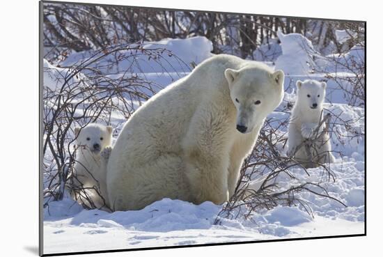 Polar Bear (Ursus Maritimus) and Cubs-David Jenkins-Mounted Photographic Print