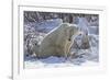 Polar Bear (Ursus Maritimus) and Cubs-David Jenkins-Framed Photographic Print