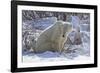 Polar Bear (Ursus Maritimus) and Cubs-David Jenkins-Framed Photographic Print